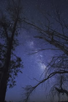 the night sky is full of stars and trees with no leaves on them, as well as some branches