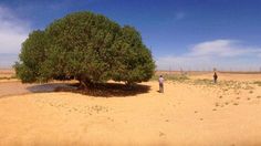 two people standing under a large tree in the middle of a desert area with water running through it