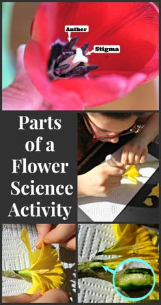 parts of a flower science activity for kids