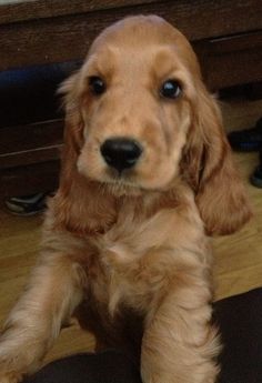 a brown dog sitting on top of a wooden floor next to a person's feet