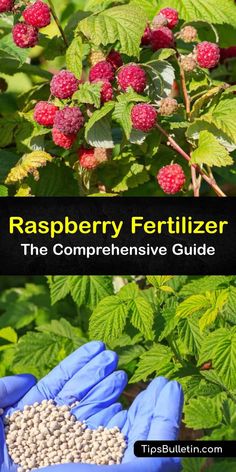 raspberry fertilizer the compenensive guide