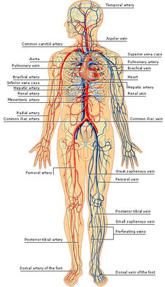 the human body with major blood vessels, including the circulator and peripherals