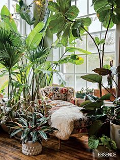 a living room filled with lots of plants next to a couch and window covered in greenery