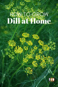 dill plant growing Growing Spices, Planting Dill, Grow Dill, How To Grow Dill, Indoor Herbs, Growing Garden, Organic Pesticide, Herb Gardens, Herb Gardening