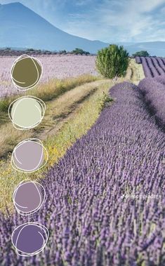 an image of lavender fields with different colors