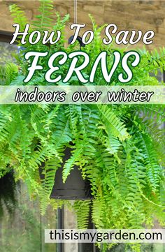 the words how to save ferns indoors over winter