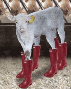 a cow wearing red rain boots standing in front of a row of cows