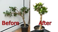 the before and after pictures show how to grow a bonsai tree