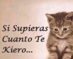 a small kitten sitting on top of a table next to a sign that says, si supreas cuanto te kiero