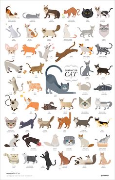 an illustrated poster with different types of cats