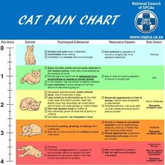 Cat Health Checklist, Cat Spirit, Cat Health Care, Healthy Cat