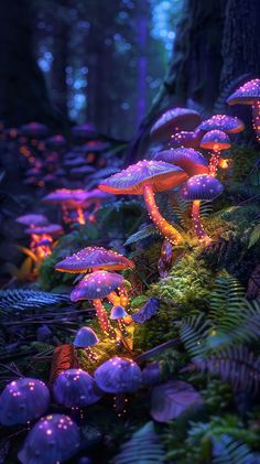 many mushrooms that are glowing in the dark forest with lights on them and ferns all around