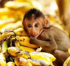 a small monkey sitting on top of a bunch of banana's in front of other bananas