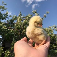 a small yellow chick sitting on top of someone's hand in front of some trees