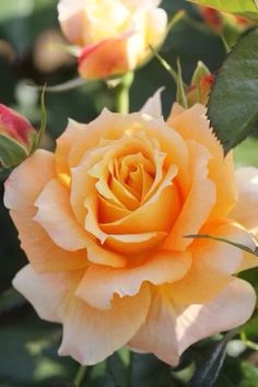 an orange rose is blooming in the garden