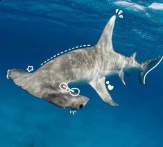 a shark swimming in the ocean with hearts drawn on it's tail and eyes