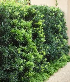 a bush with green leaves on it next to a sidewalk and building in the background