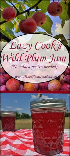 Easy Wild Plum Jelly Recipe Uses No Pectin. ~ Texas Homesteader ~ How To Make Wild Plum Jelly, Wild Plum Jelly Recipe Easy, Wild Plum Jam, Wild Plum Jam Recipe Homemade, Sandhill Plum Jelly Recipe, Red Plum Jelly Recipe, How To Make Plum Jelly, Plum Jelly Recipe How To Make, Plum Jelly Recipe No Pectin