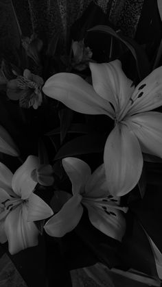 black and white photograph of flowers with leaves in the foreground on a dark background