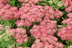 pink and white flowers with green leaves in the background