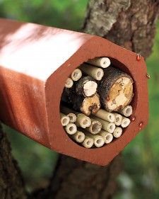 a close up of a tree trunk with many pieces of wood in it