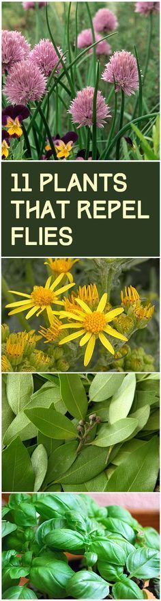 flowers and plants that repel flies