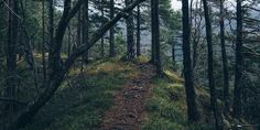 a trail in the woods with lots of trees