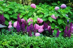 purple flowers and green leaves in a garden area with shrubbery, shrubs, and trees