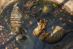 two tigers swimming in a pool of water with leaves on the ground next to them