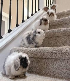 Pet Bunny Rabbits, Cutee Animals, Bunny Cages, Cute Bunny Pictures, Pet Bunny, Pretty Animals, Cute Animals Images, Fluffy Animals