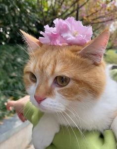 an orange and white cat with a pink flower on its head wearing a green sweater