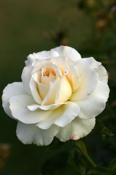 a white rose that is blooming in the middle of it's flower stalk