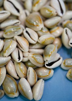 Cowrie Ringtop Shells: Natural Ring Top Cowrie Shells, 20 pcs Assorted Sizes, Monetaria annulus from Kenya, Whole Cowrie Seashells, Jewelry Supplies Cowrie Ring, Seashells Jewelry, Money Jewelry, Female Symbol, Sea Snail, Cowrie Shells, Nature Ring, Cowrie Shell, Kenya