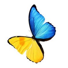 a blue and yellow butterfly flying in the air