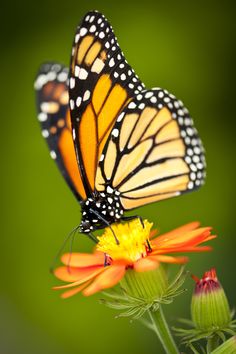 two monarch butterflies sitting on top of an orange flower