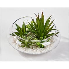 a glass bowl filled with plants and rocks