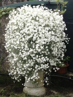 white flowers are growing in an old urn