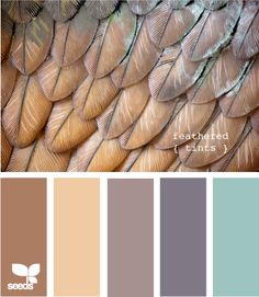 the color scheme for feathers is brown and blue