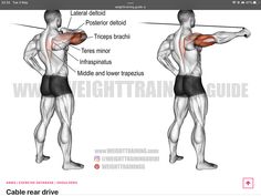 a man with muscles highlighted and labeled to show the location of the lower back area