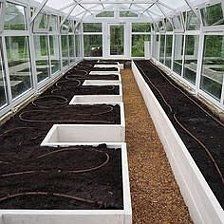 several rows of plants growing inside of a glass house with dirt in the ground below