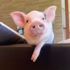 a small pig sticking its head over the edge of a couch looking at the camera