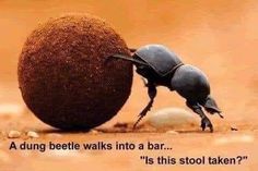 a dung beetle crawling on top of a ball with the caption saying, a dung beetle walks into a bar it's this stool taken?