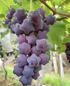 some purple grapes are hanging from the vine