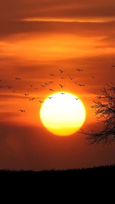 a flock of birds flying in front of the sun