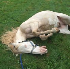 a white horse laying on top of a lush green field next to a blue rope