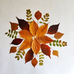 an arrangement of autumn leaves arranged in the shape of a flower on a white background