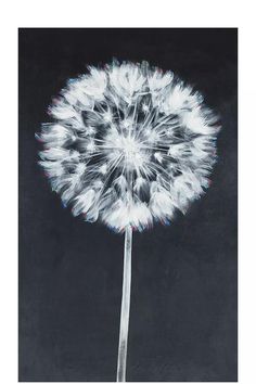 a dandelion is shown against a black background