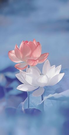 two pink and white flowers floating on water