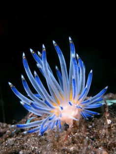 a blue and white flower sitting on top of dirt