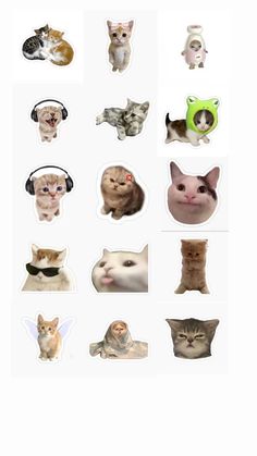 many different types of cats with headphones on their ears and eyes, all looking at the same direction